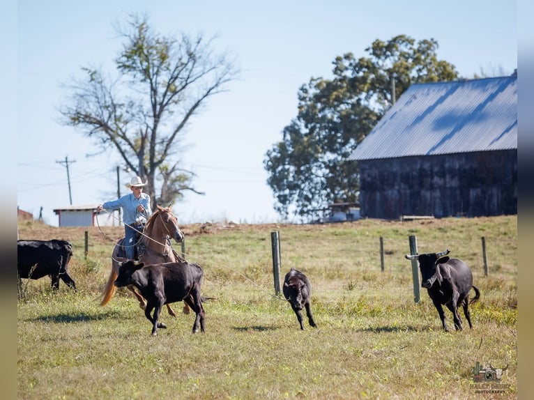 American Quarter Horse Merrie 3 Jaar Roan-Red in Auburn