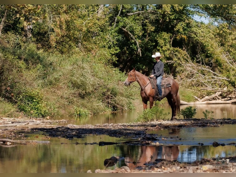 American Quarter Horse Merrie 3 Jaar Roan-Red in Auburn