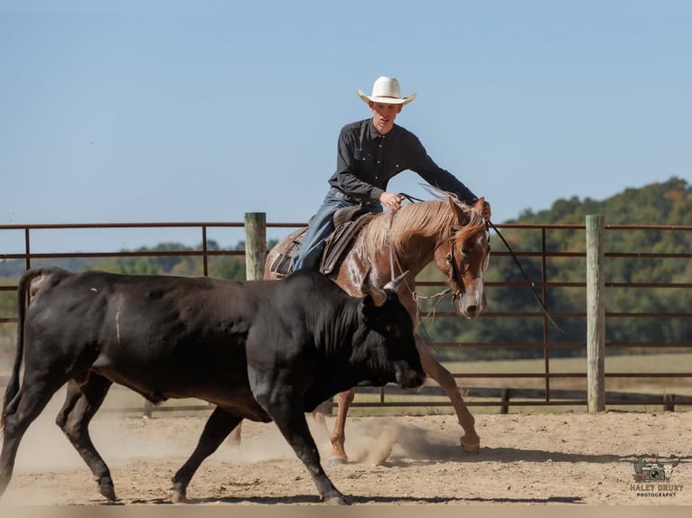 American Quarter Horse Merrie 3 Jaar Roan-Red in Auburn
