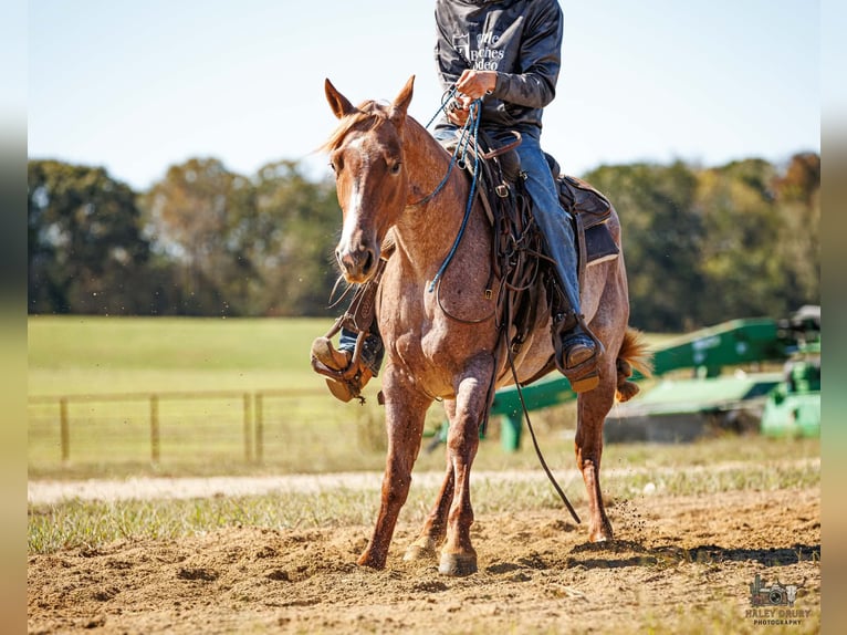 American Quarter Horse Merrie 3 Jaar Roan-Red in Auburn