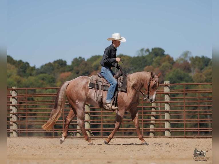American Quarter Horse Merrie 3 Jaar Roan-Red in Auburn