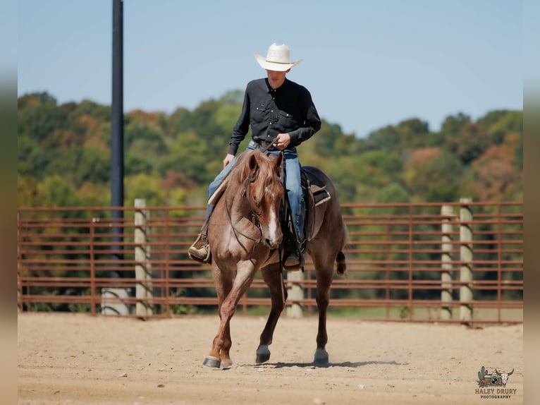 American Quarter Horse Merrie 3 Jaar Roan-Red in Auburn