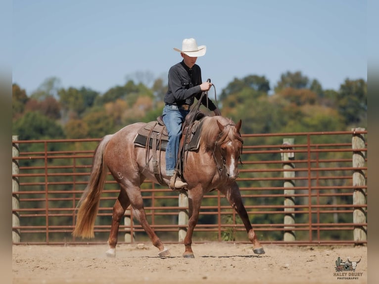 American Quarter Horse Merrie 3 Jaar Roan-Red in Auburn