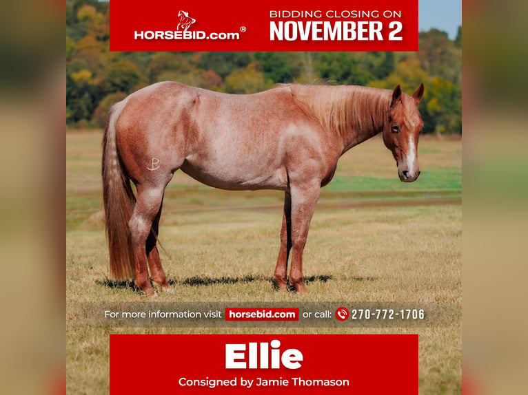 American Quarter Horse Merrie 3 Jaar Roan-Red in Auburn