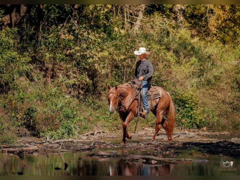American Quarter Horse Merrie 3 Jaar Roan-Red in Auburn