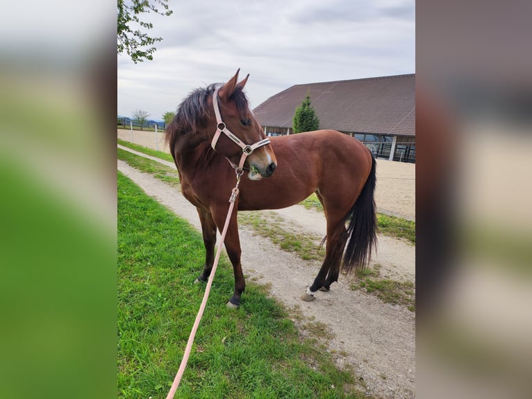 American Quarter Horse Merrie 3 Jaar Roodbruin in Münzbach