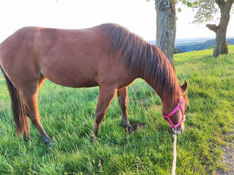 American Quarter Horse Merrie 3 Jaar Roodbruin in Münzbach