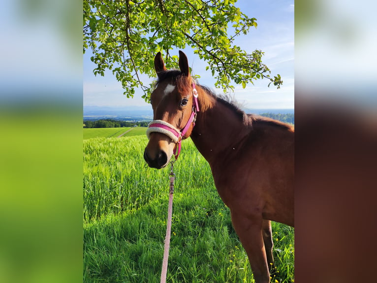 American Quarter Horse Merrie 3 Jaar Roodbruin in Münzbach