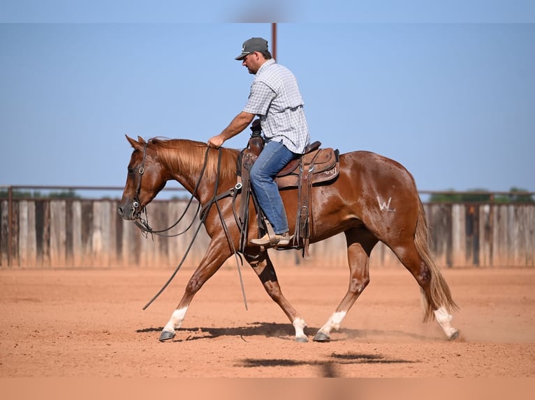 American Quarter Horse Merrie 3 Jaar Roodvos in Waco