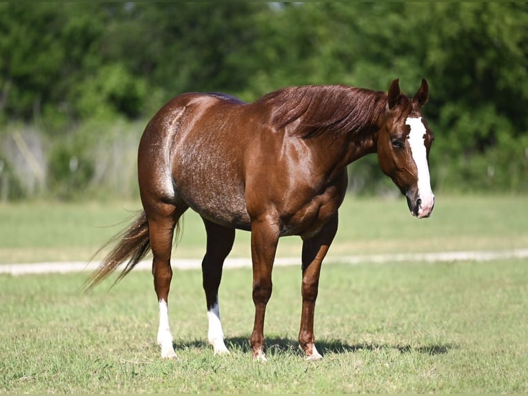 American Quarter Horse Merrie 3 Jaar Roodvos in Waco