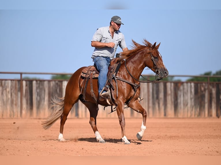 American Quarter Horse Merrie 3 Jaar Roodvos in Waco