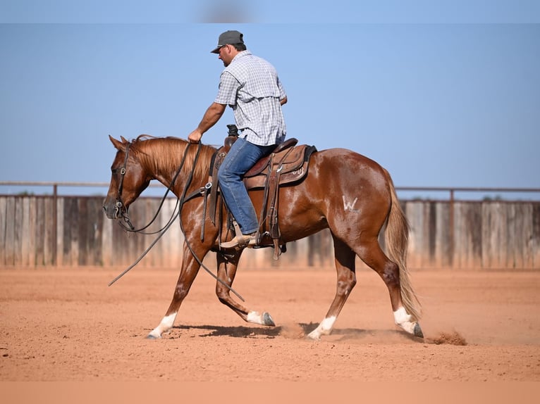 American Quarter Horse Merrie 3 Jaar Roodvos in Waco