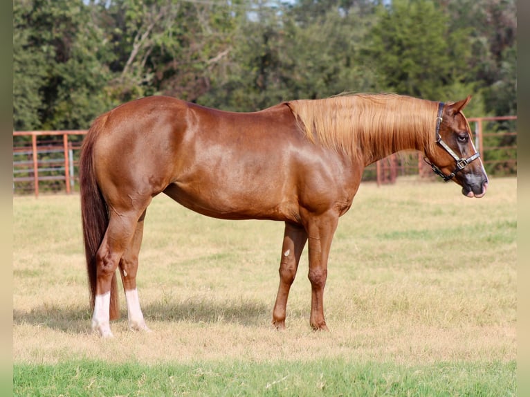 American Quarter Horse Merrie 3 Jaar Roodvos in Fort Worth