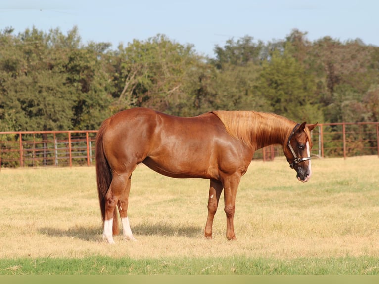 American Quarter Horse Merrie 3 Jaar Roodvos in Fort Worth