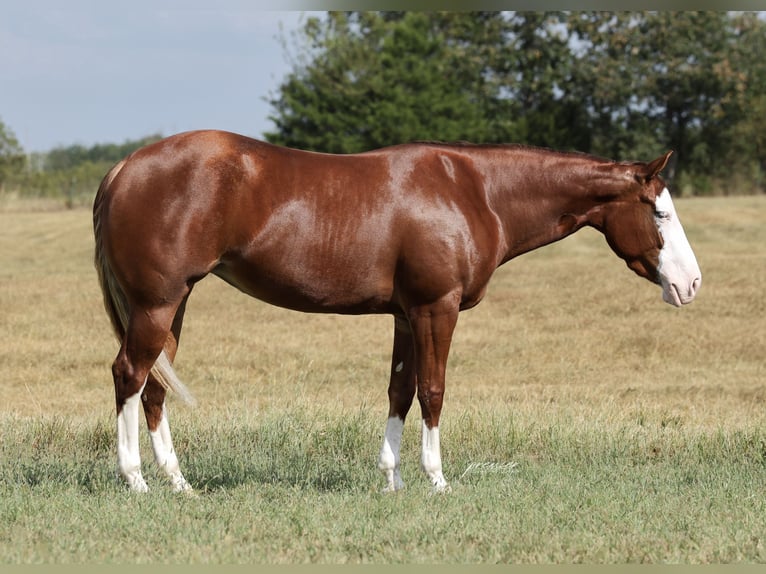 American Quarter Horse Merrie 3 Jaar Roodvos in Buffalo