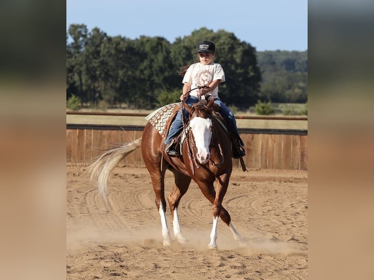 American Quarter Horse Merrie 3 Jaar Roodvos in Buffalo