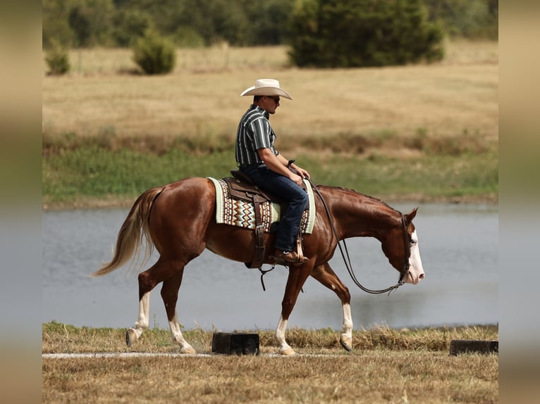 American Quarter Horse Merrie 3 Jaar Roodvos in Buffalo