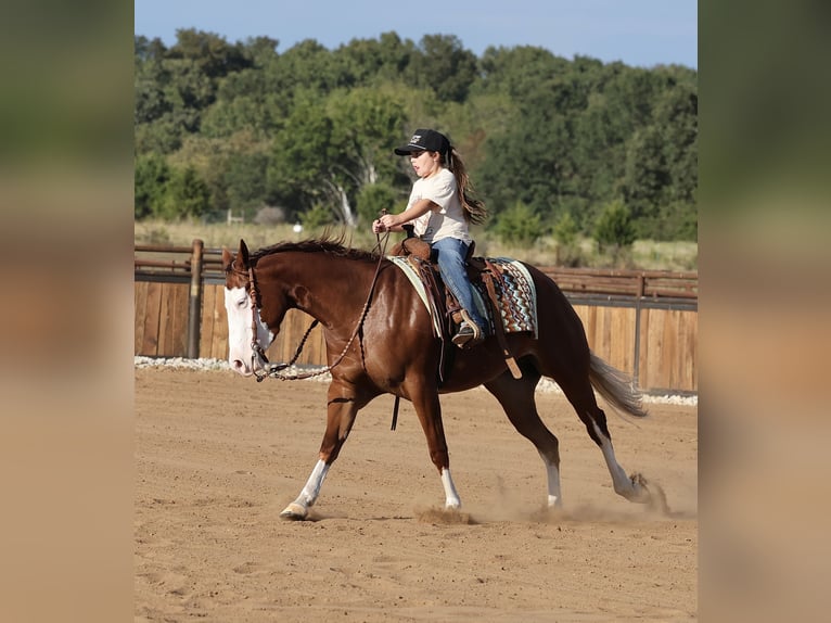 American Quarter Horse Merrie 3 Jaar Roodvos in Buffalo