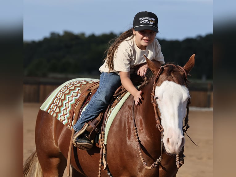 American Quarter Horse Merrie 3 Jaar Roodvos in Buffalo