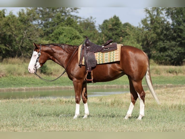 American Quarter Horse Merrie 3 Jaar Roodvos in Buffalo