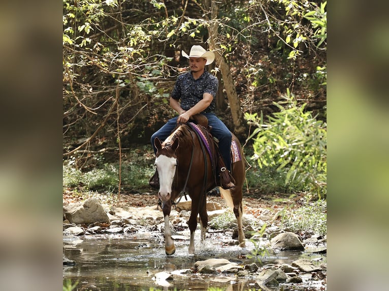 American Quarter Horse Merrie 3 Jaar Roodvos in Buffalo