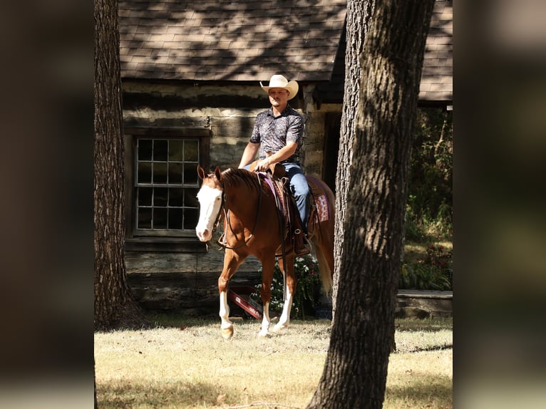 American Quarter Horse Merrie 3 Jaar Roodvos in Buffalo