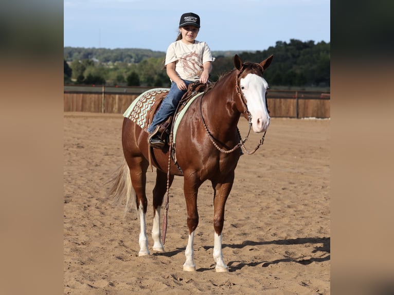 American Quarter Horse Merrie 3 Jaar Roodvos in Buffalo