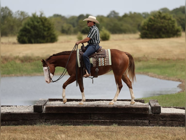 American Quarter Horse Merrie 3 Jaar Roodvos in Buffalo