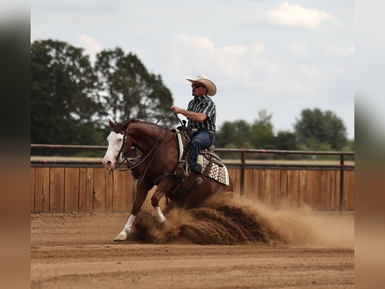 American Quarter Horse Merrie 3 Jaar Roodvos in Buffalo