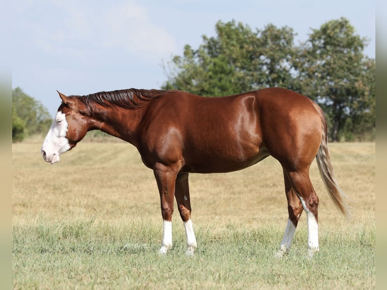 American Quarter Horse Merrie 3 Jaar Roodvos in Buffalo