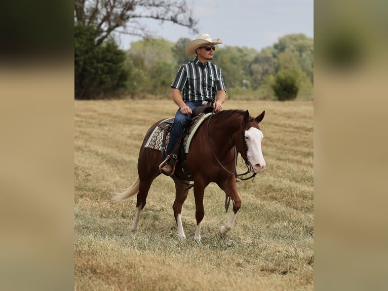 American Quarter Horse Merrie 3 Jaar Roodvos in Buffalo