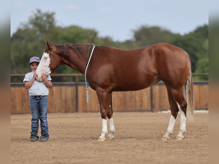 American Quarter Horse Merrie 3 Jaar Roodvos in Buffalo