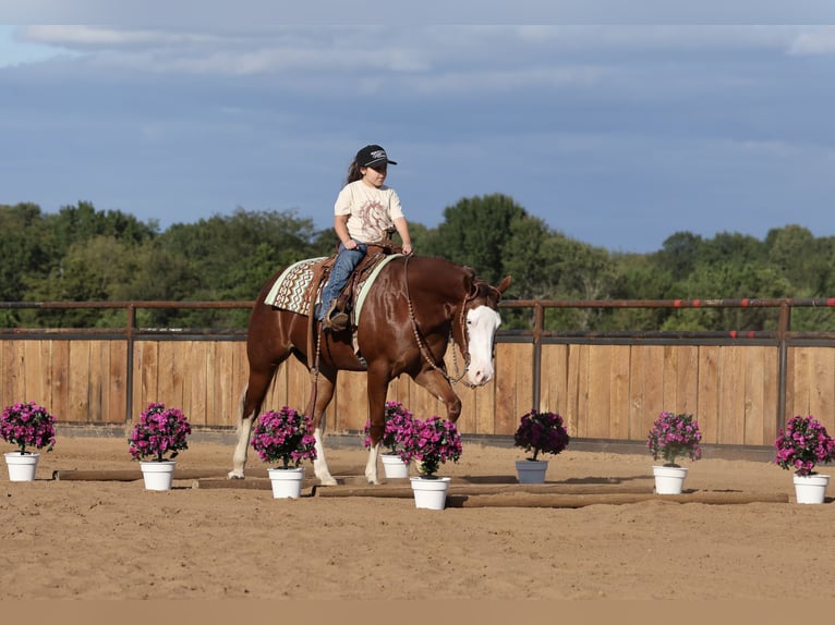 American Quarter Horse Merrie 3 Jaar Roodvos in Buffalo