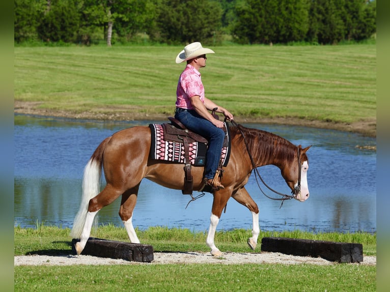 American Quarter Horse Merrie 3 Jaar Roodvos in Buffalo