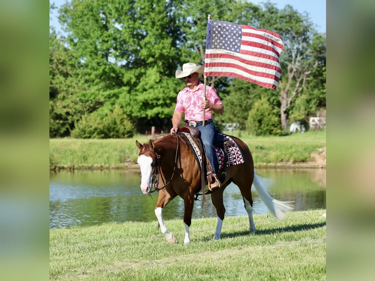 American Quarter Horse Merrie 3 Jaar Roodvos in Buffalo