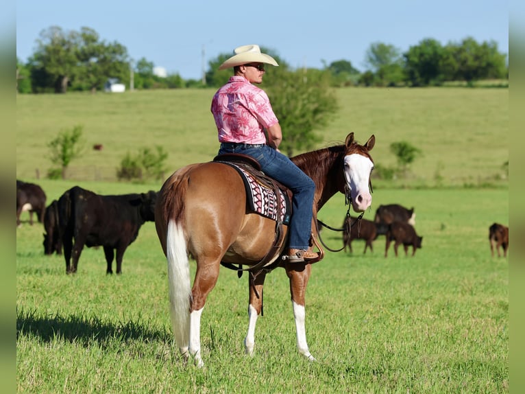 American Quarter Horse Merrie 3 Jaar Roodvos in Buffalo