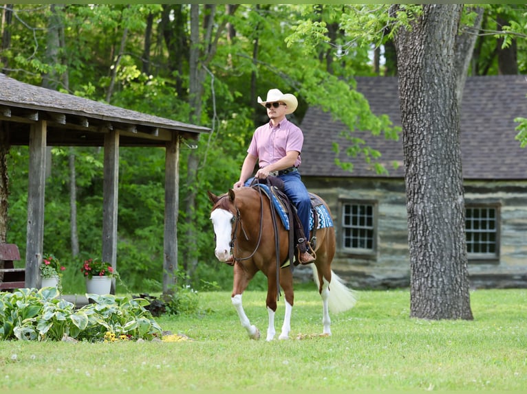 American Quarter Horse Merrie 3 Jaar Roodvos in Buffalo
