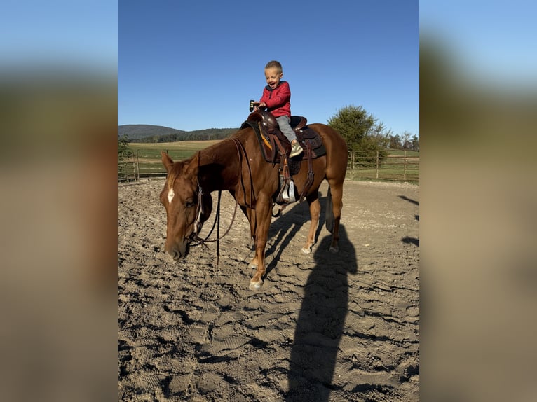 American Quarter Horse Merrie 3 Jaar Roodvos in Landisburg