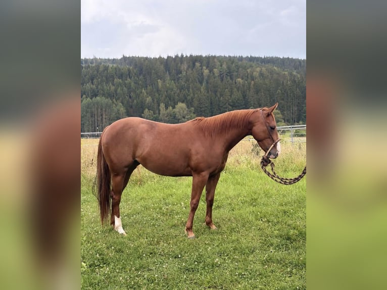 American Quarter Horse Merrie 3 Jaar Vos in Eichigt