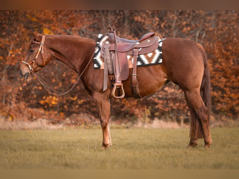 American Quarter Horse Merrie 3 Jaar Vos in Höchstberg