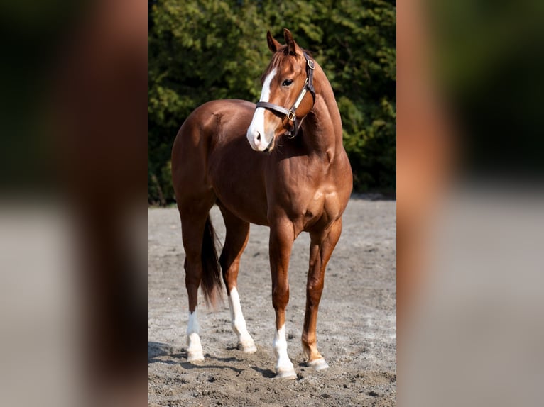 American Quarter Horse Merrie 3 Jaar Vos in Bitz