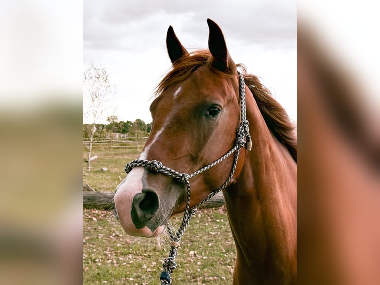 American Quarter Horse Merrie 3 Jaar Vos in val de moder