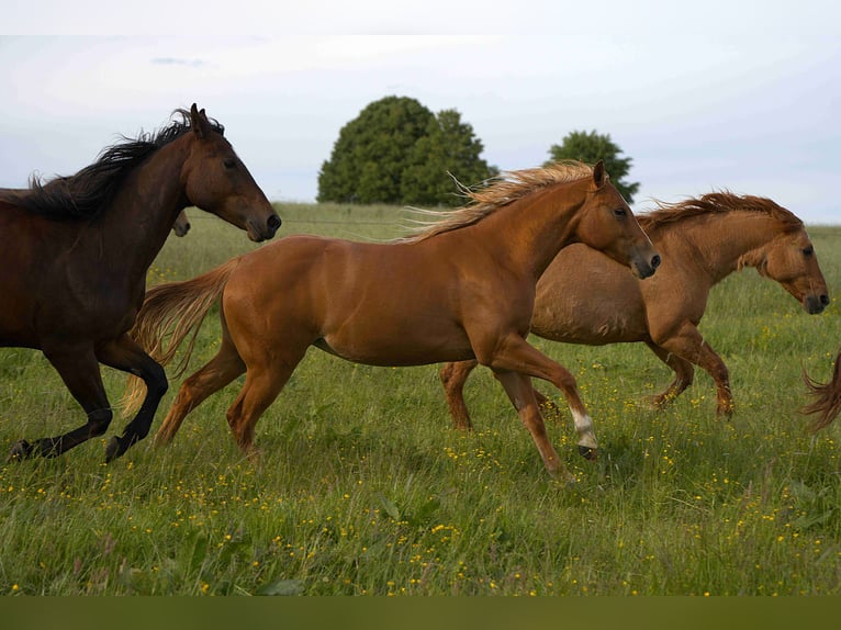 American Quarter Horse Merrie 3 Jaar Vos in Biberach an der Riß