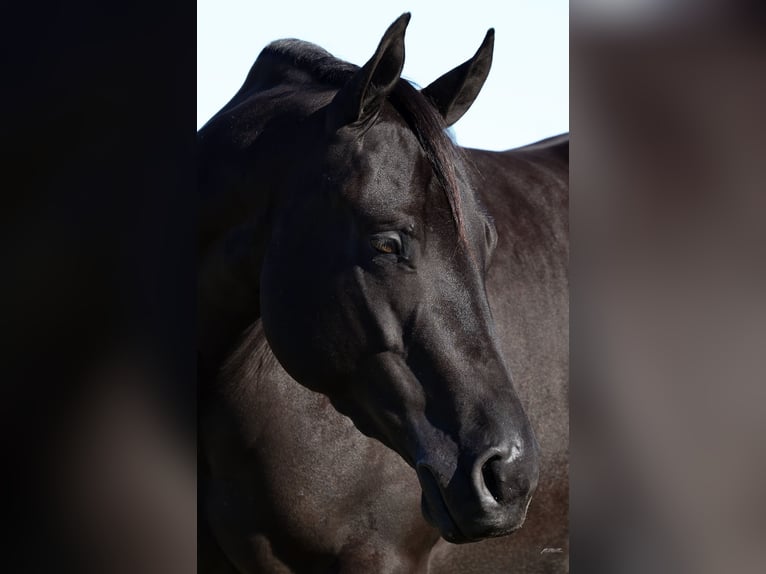 American Quarter Horse Merrie 3 Jaar Zwart in Buffalo