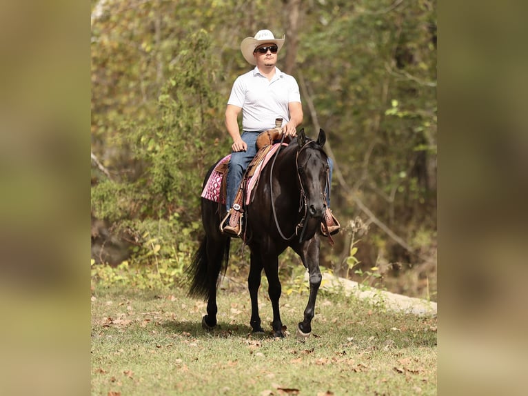 American Quarter Horse Merrie 3 Jaar Zwart in Buffalo