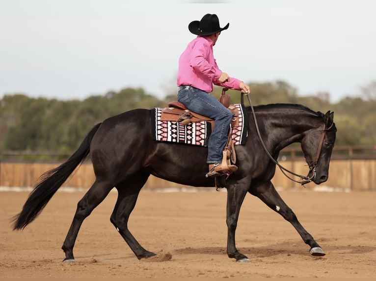 American Quarter Horse Merrie 3 Jaar Zwart in Buffalo