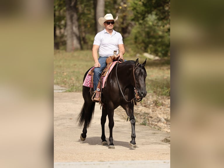 American Quarter Horse Merrie 3 Jaar Zwart in Buffalo