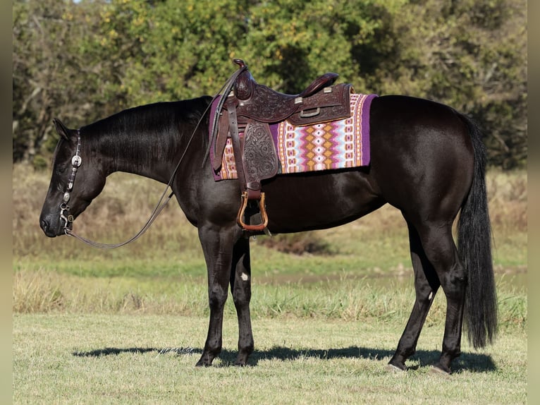American Quarter Horse Merrie 3 Jaar Zwart in Buffalo