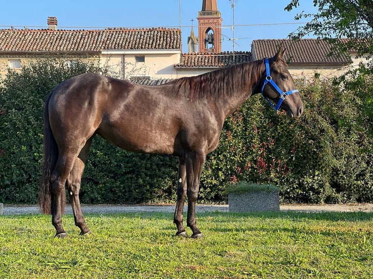 American Quarter Horse Merrie 3 Jaar Zwart in Piozzano
