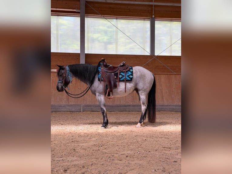 American Quarter Horse Merrie 4 Jaar 140 cm Roan-Blue in Ascha